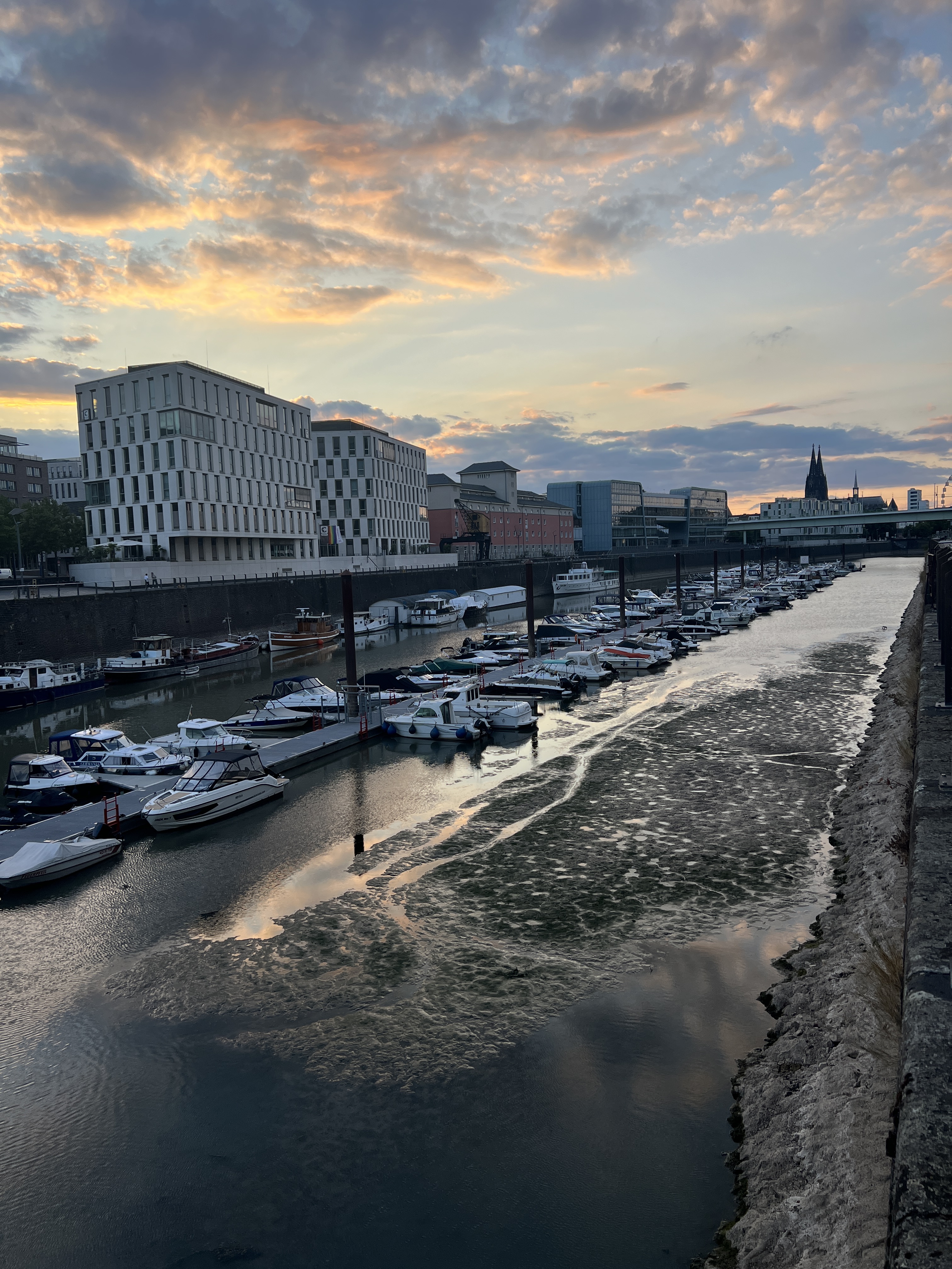 Köln'de Ren Nehri'nde Düşük Su Seviyesi