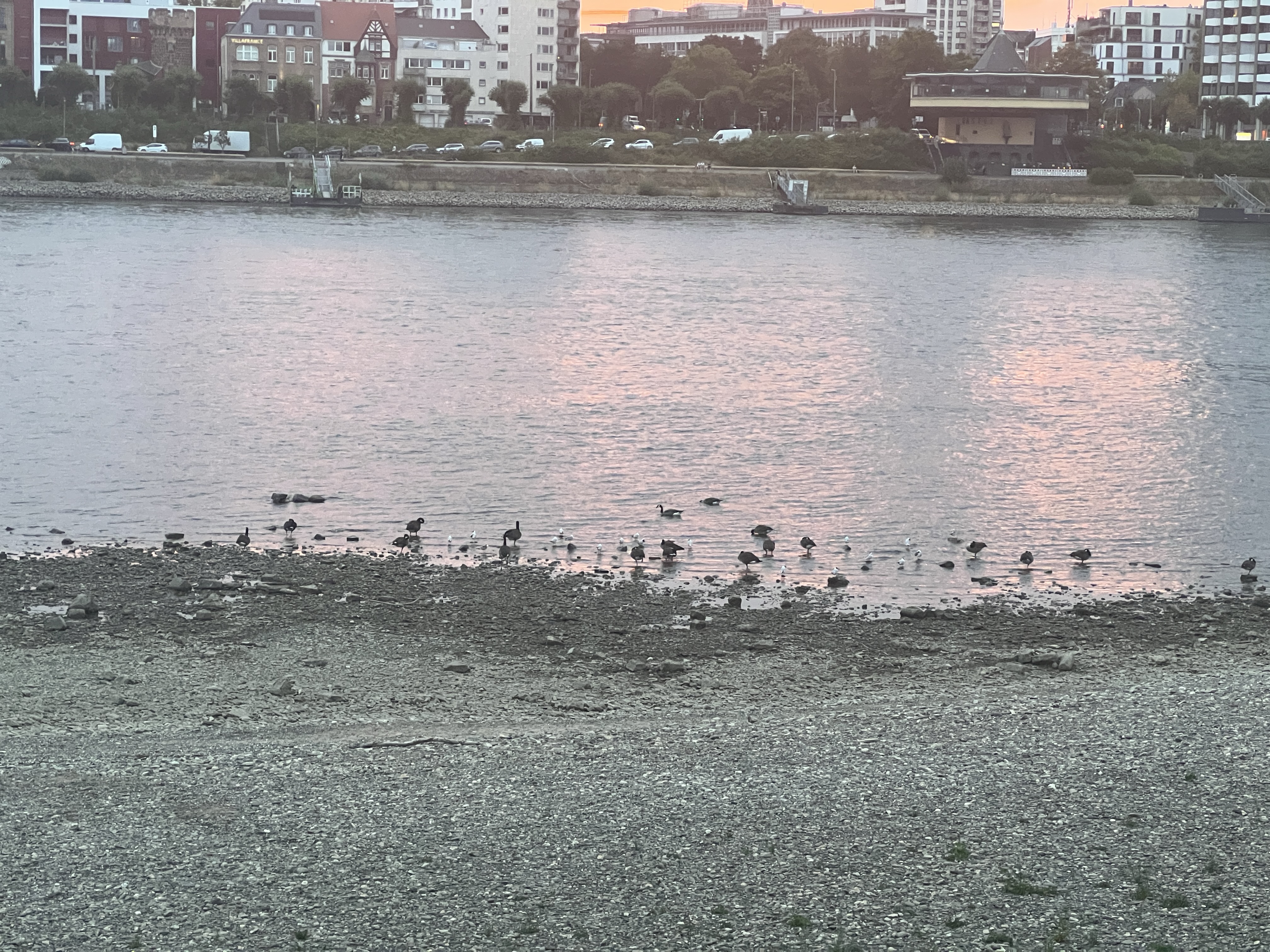 Köln'de Ren Nehri'nde Düşük Su Seviyesi
